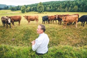 Wedding guest with cows at a Walcot Hall wedding in Shropshire